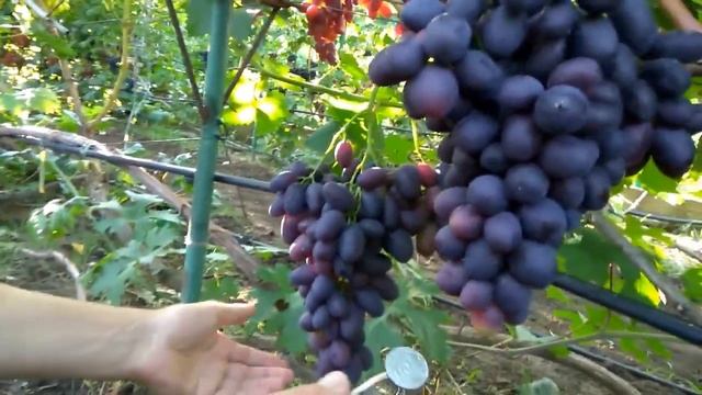 @Виноград 2020 Виноград Торнадо селекции Калугина В М смотреть онлайн