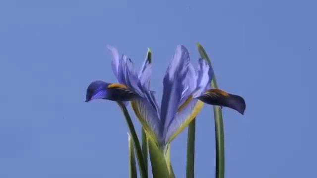Iris reticulata 'Edward' смотреть онлайн