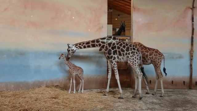 Зоопарк Праги смотреть онлайн