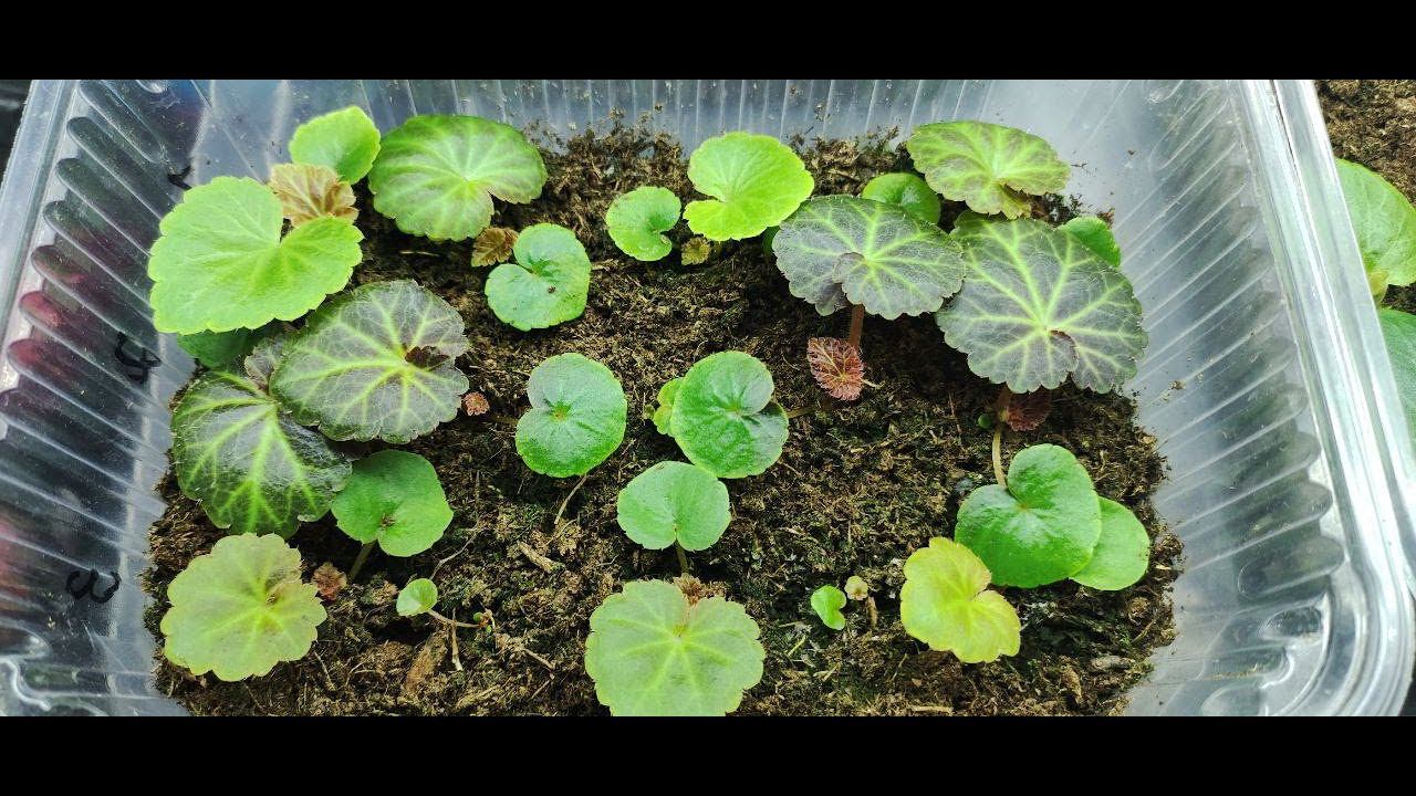 Бегония из семян. Обязательно сделайте так с сеянцами бегонии. Растут как на дрожжах без удобрений . смотреть онлайн