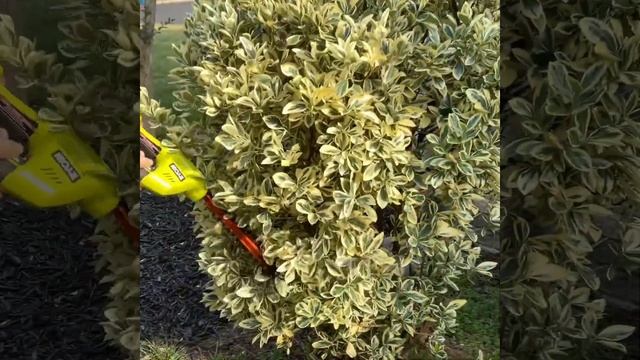 Review of the Ryobi 18v mini hedge trimmer - A link to the full video is in the pinned comment. смотреть онлайн