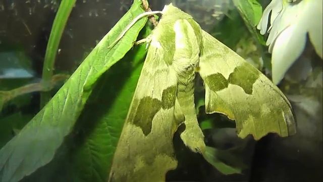 ИНСЕКТАРИЙ: 298. Бражник Липовый (Mimas tiliae) смотреть онлайн