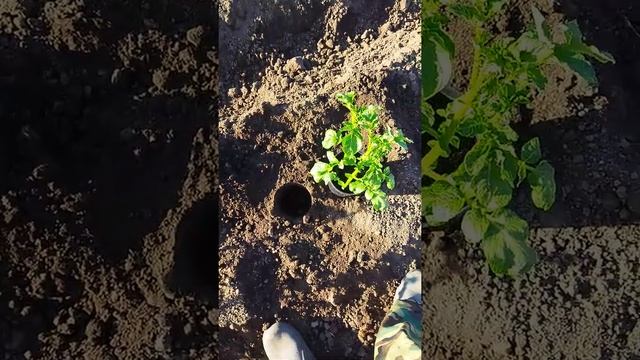 Картофель Коломбо рассадой смотреть онлайн