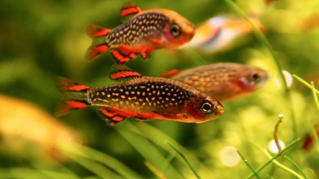 МИКРОРАСБОРА ГАЛАКТИКА. УХОД И СОДЕРЖАНИЕ В АКВАРИУМЕ