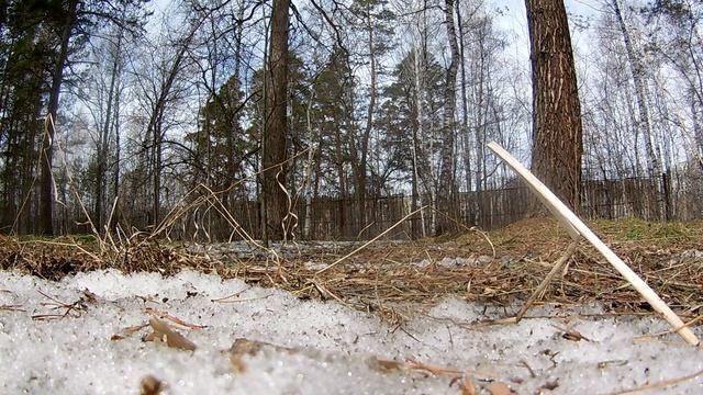 Живая природа. Белка грызёт семечки, синички. Где то поёт зяблик. Весенний лес апрель 2023. смотреть онлайн