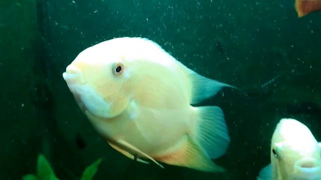 ЦИХЛАЗОМА СЕВЕРУМ - Cichlasoma severum (Heros severus) смотреть онлайн