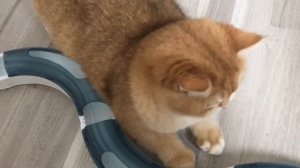 ???КОРМ КОШЕК ЗОЛОТЫХ ШИНШИЛЛ.GOLDEN KITTENS?????