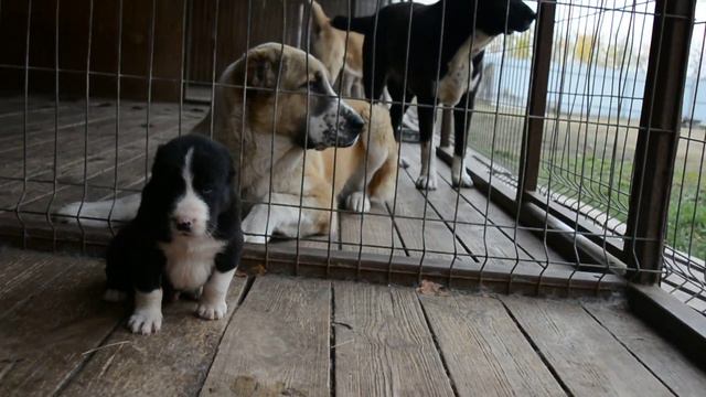 Приключения Баси 2 смотреть онлайн