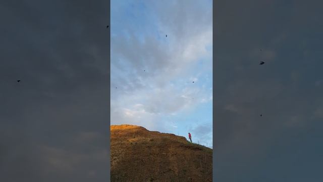 Щербаково...птицы ...стрижи ! смотреть онлайн