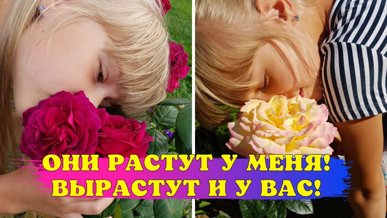 ШИКАРНЫЕ РОЗЫ ВЫРАСТИТЬ ЛЕГКО! Обзор НЕПРИХОТЛИВЫХ чайно-гибридных и ПЛЕТИСТЫХ роз! смотреть онлайн