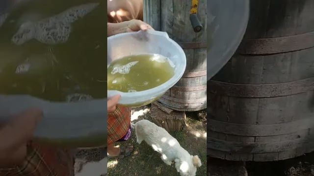 Уборка винограда в молдове смотреть онлайн