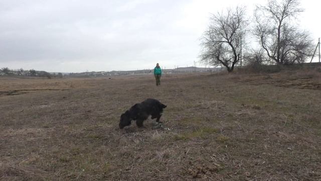 ОКД (русский спаниель Эльза).mp4 смотреть онлайн