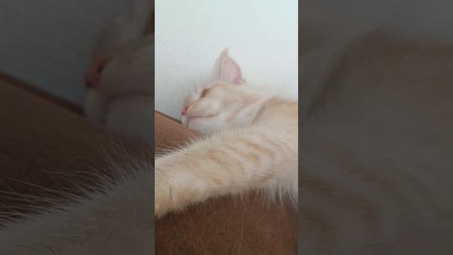 Iris смотреть онлайн