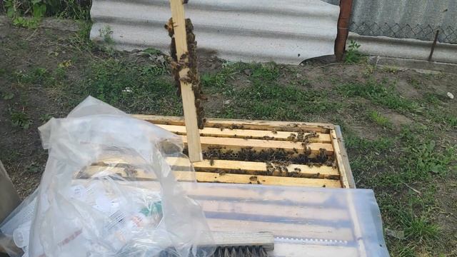 Вывод маток часть 4. Закрываем маточники. смотреть онлайн