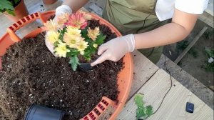 Маточники хризантемы из магазина. Хризантема «Зембла» и кустовая.