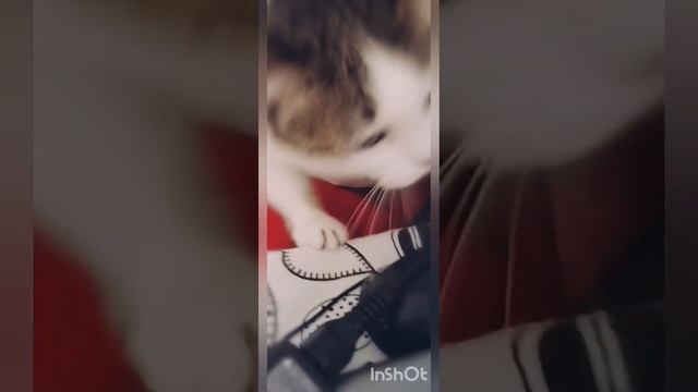 When the cat attacks first. #cat is andry #shorts смотреть онлайн