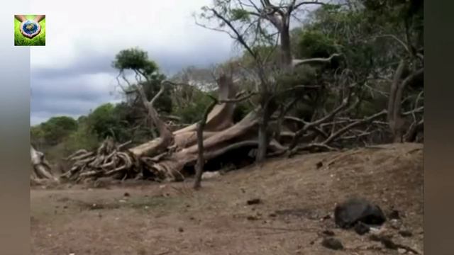 Баобаб - дерево наоборот