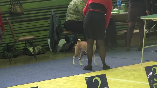 Выставка 26 мая 2013 г.Владивосток, Ринг басенджи класс юниоров и далее смотреть онлайн