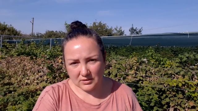 Вырезаю отплодоносившие побеги малины смотреть онлайн