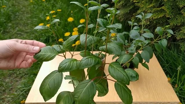 Формирование фуксии. Прищипка укорененного черенка. смотреть онлайн