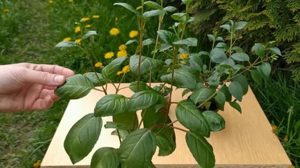 Формирование фуксии. Прищипка укорененного черенка.