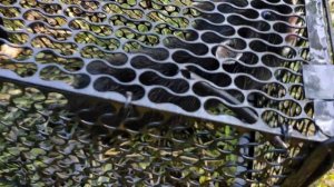 Поймали второго хомяка-карбыша в саду