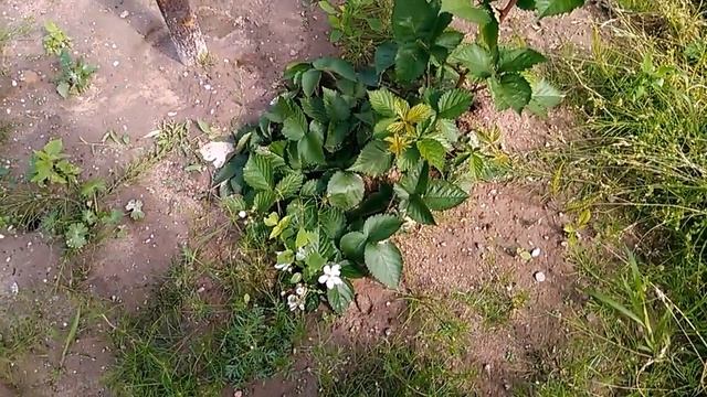 Ежевика, сорт Полар, ранний, бесшипный. Куманика. смотреть онлайн