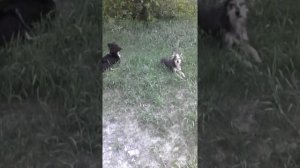 Собаки дерутся