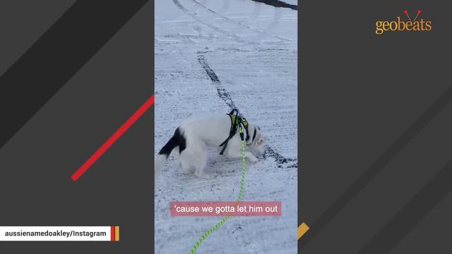 Mystery surrounds this dog found on street смотреть онлайн