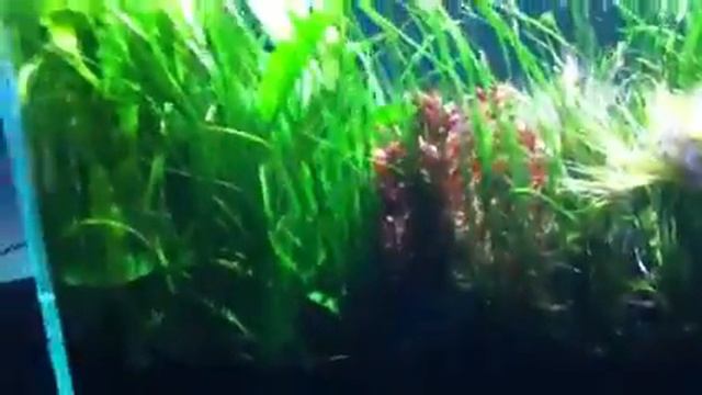 Amano tank in Aarhus смотреть онлайн