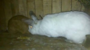 Кролики. Повторная садка. Крольчиха издаёт звуки и не подпускает крола . Самка оплодотворена.