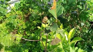 Прививка боярышника