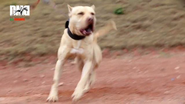Alves YELLOW OF DEL MANTO - Pit Bull Padreador DMD смотреть онлайн