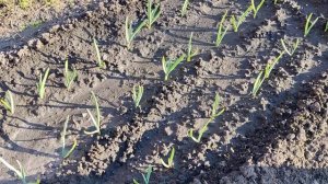 УХОД ЗА ЧЕСНОКОМ ВЕСНОЙ! ПОДКОРМКИ ЧЕСНОКА!