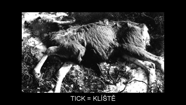 "T" Video Flashcards: Level 6 - Anglický for Czech Speakers. смотреть онлайн