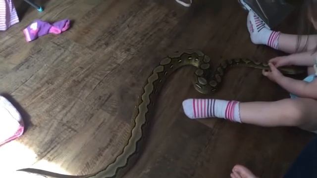 Amazing! 2 year old child plays with 6 foot long pet python смотреть онлайн