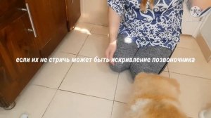Стрижка ногтей собаке в домашних условиях