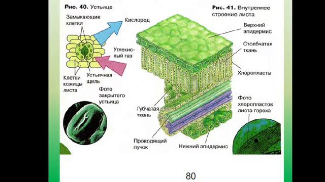 Урок биологии 6 класс. Лист внешнее и внутреннее строение. смотреть онлайн
