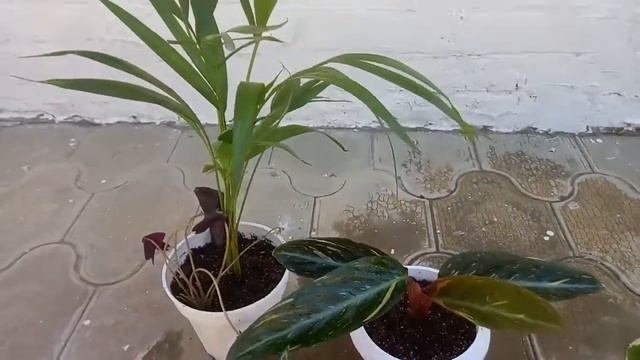 Мои новые комнатные растения. смотреть онлайн