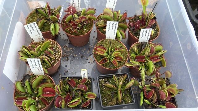 Venus Flytraps vs 100's of flies. [4K Feeding Frenzy] смотреть онлайн