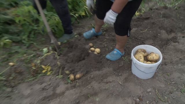 Урожай картофеля выращенный из ростков смотреть онлайн