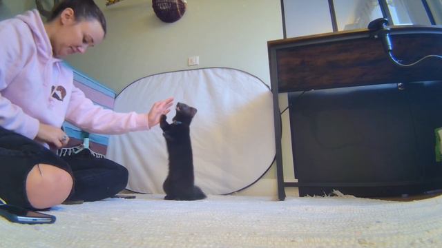 Почему Соболь копает и портит мебель смотреть онлайн