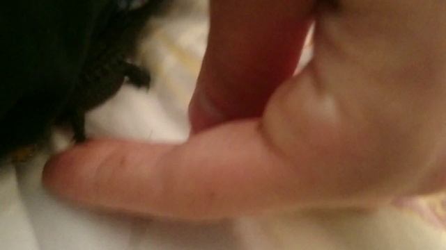 Baby Tribolonotus gracilis / Малыш крокодилового сцинка смотреть онлайн
