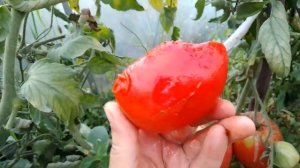 Томат Орлиный клюв лучше чем Воловье сердце. Недосягаем по урожаю! Его нельзя не оставить.