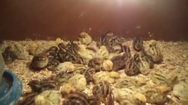 моё хозяйство техасец и московская чёрная смотреть онлайн