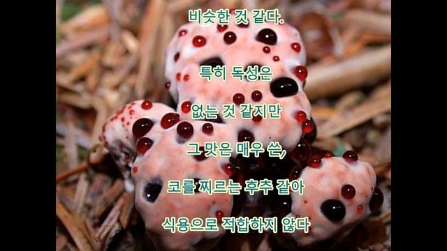 열람 주의 놀라운 피를 흘리며 버섯의 정체는? смотреть онлайн