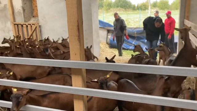 В октябре 2021 завезли первых австрийских козочек в Калининград! смотреть онлайн