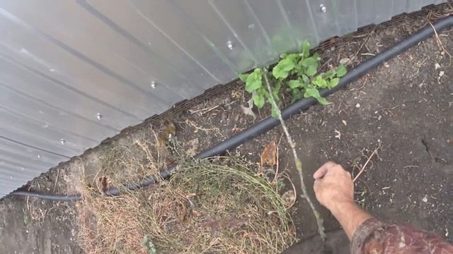 Посадка ежевики.Активный "выходной".Planting blackberries.Active day off" смотреть онлайн
