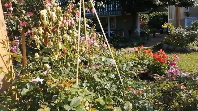 Розы Фальстаф и Бенджамин Бриттен после дождя.Английские розы. смотреть онлайн