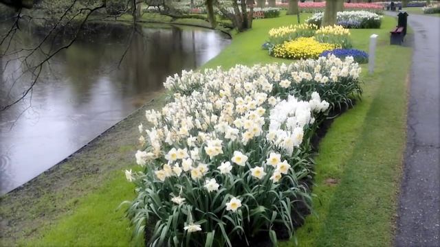 KEUKENHOF, Парк цветов Кёкенхоф,Голландия,